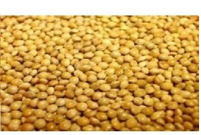 VL French Yellow Millet