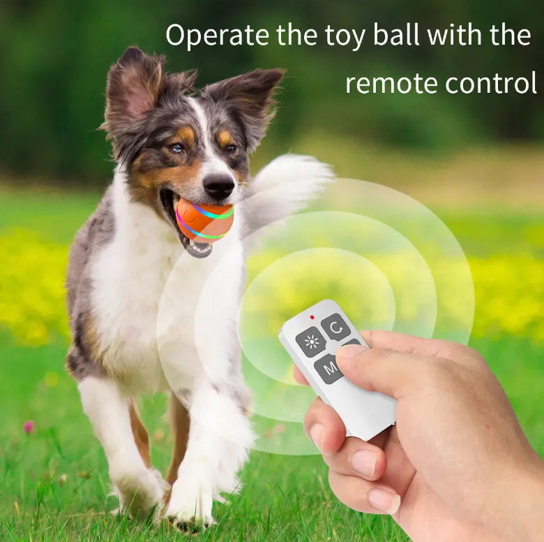 Remote control hot sale for dogs