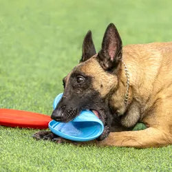 Dog rubber flying disc.