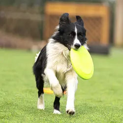 Dog rubber flying disc.