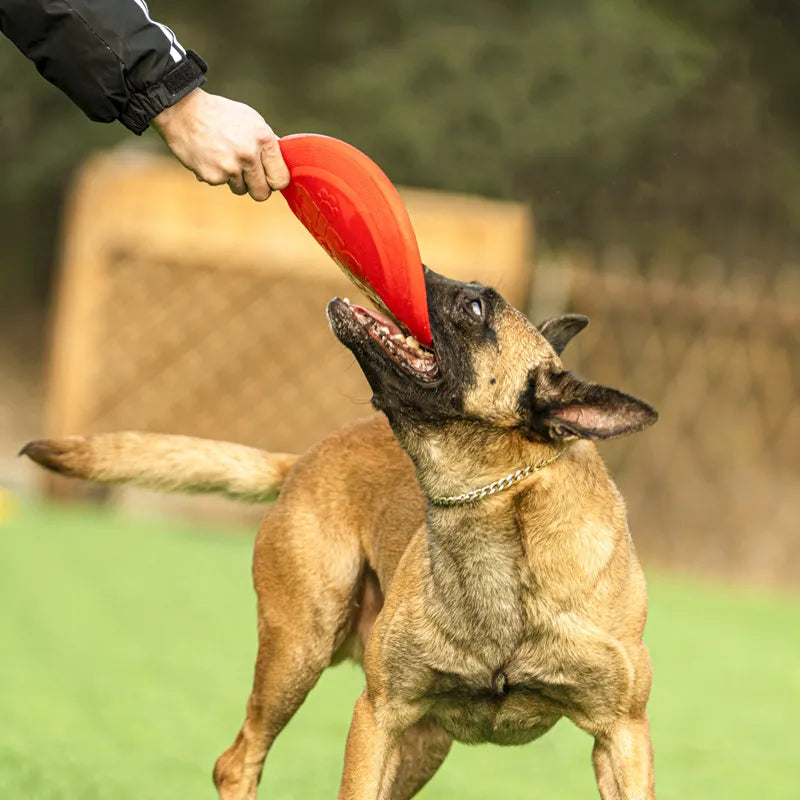 Dog rubber flying disc.